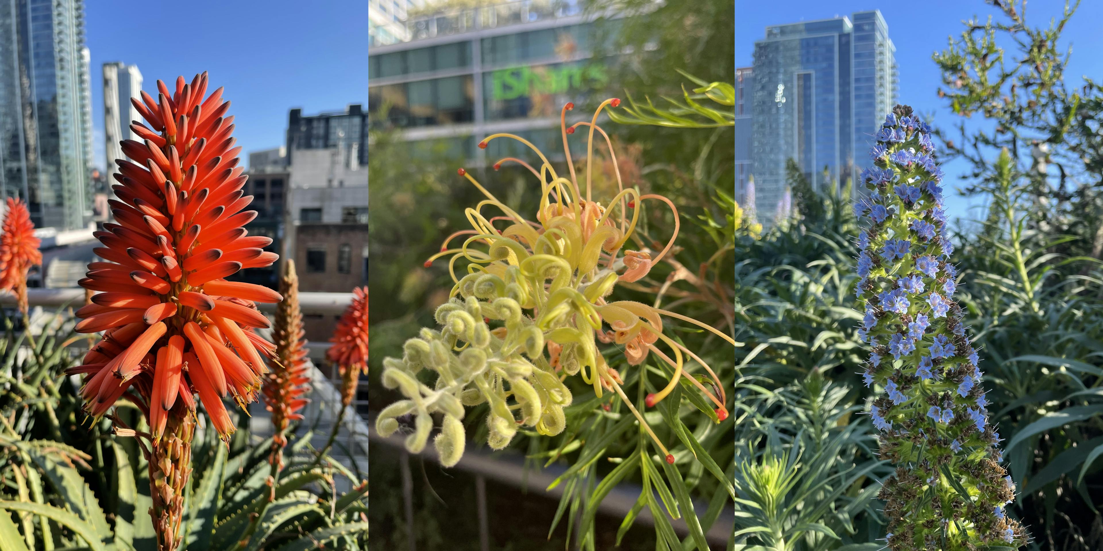 From left to right: Torch Aloe (Aloe arborescens), Peaches and Cream (Grevillea’ Peaches and Cream’) and Pride of Madeira (Echium candicans) - captured at salesforce park, c. Jan. ’22