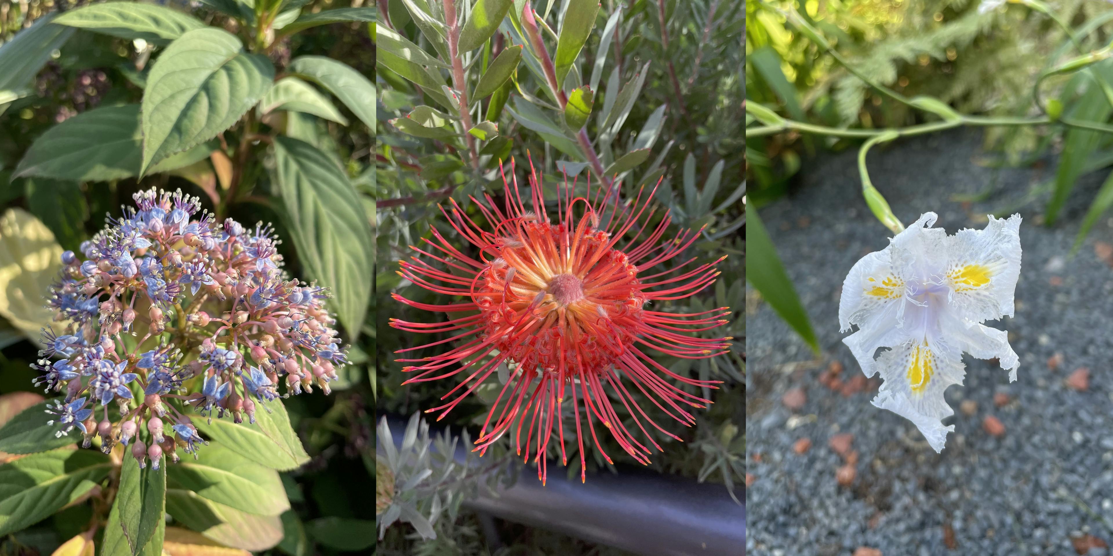 From left to right: Blue Evergreen Hydrangea (Dichroa Febrifuga), Rocket Pincushion (Leucospermum ‘Blanche Ito’) and Butterfly Iris (Iris ‘Nada’) - captured at salesforce park, c. Jan. ’22