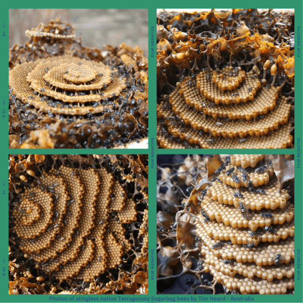 Photos of stingless native Tetragonula Sugarbag bees by Dr. Tim Heard in Australia