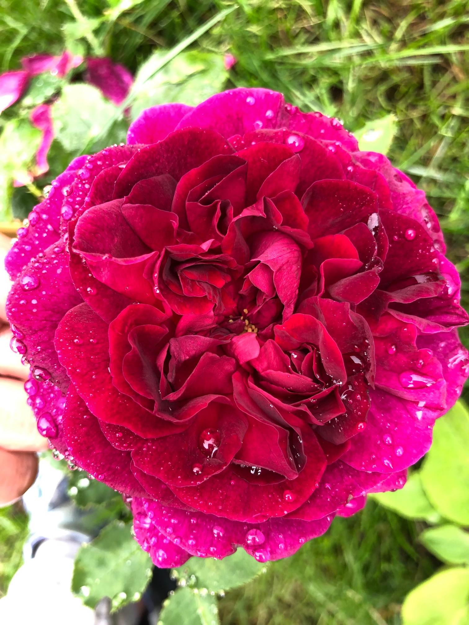 SunnyMaas_David Austin Rose_DARCEY BUSSELL™