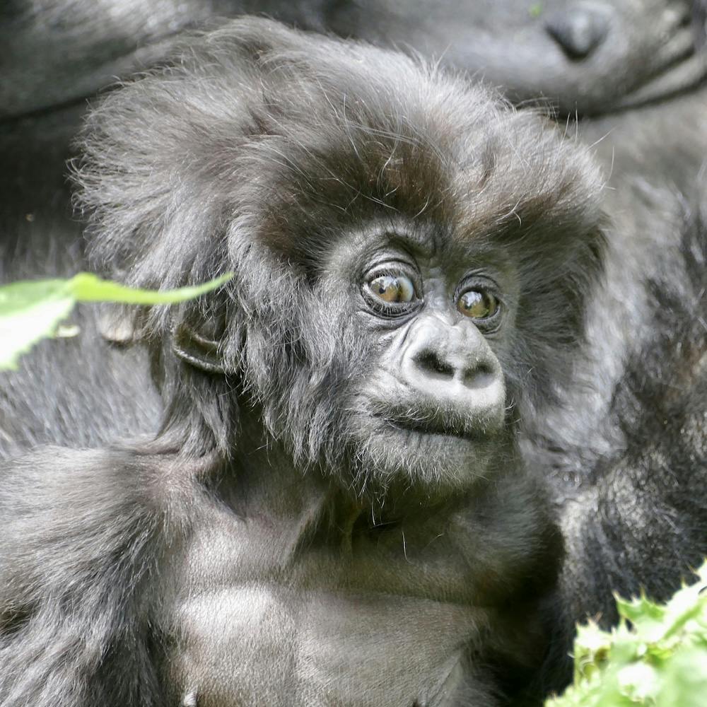 Yet unnamed son of Mudakama from the Mutobo group (Image: Fossey Fund)