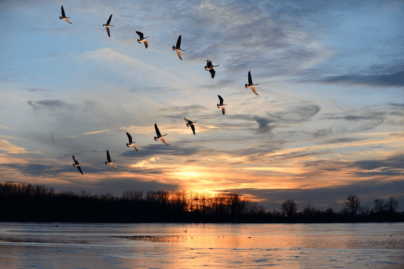 A V-shaped flock of birds is created without a leader.