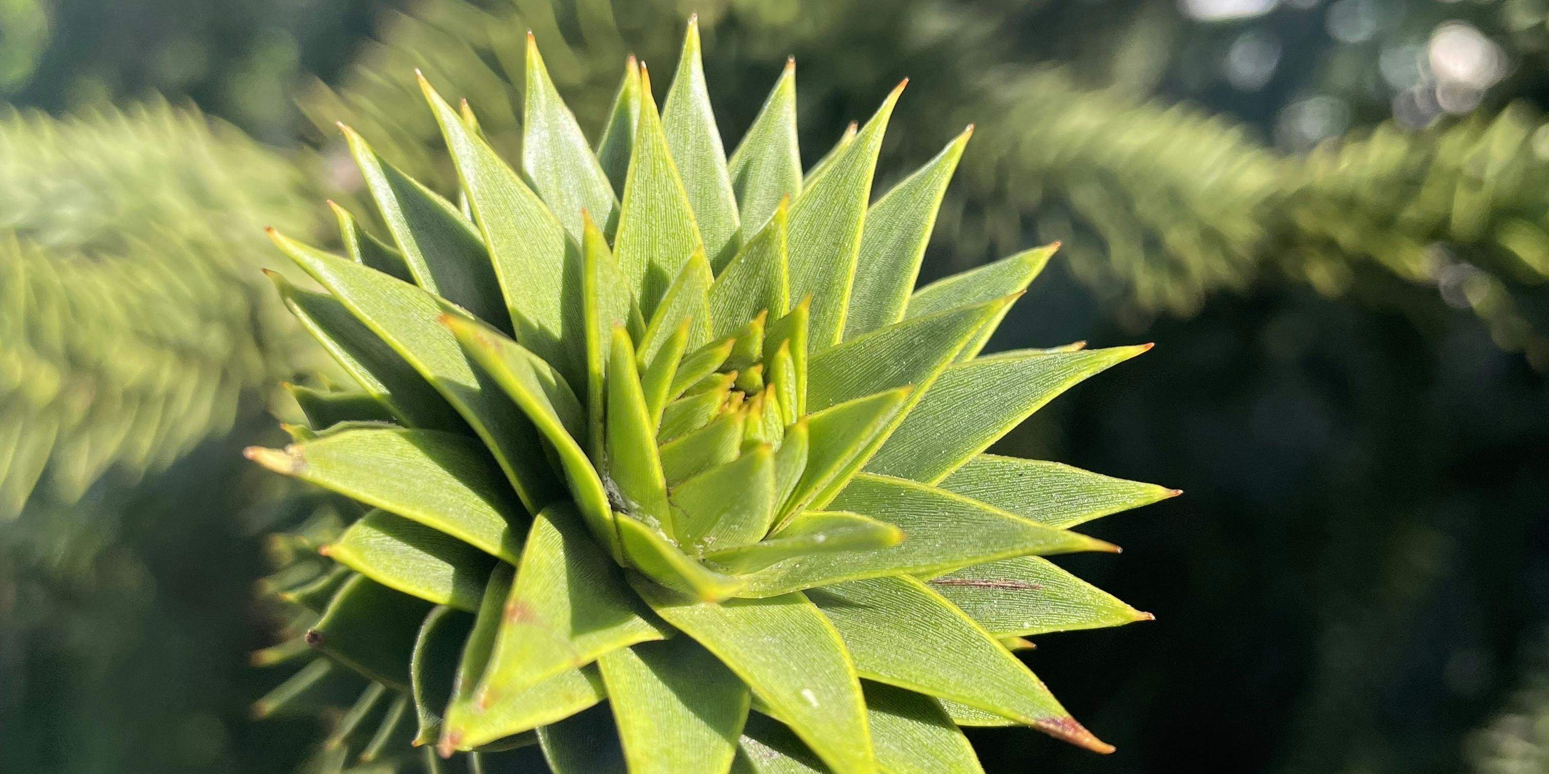 up close and personal with the monkey puzzle tree's incredible leaves