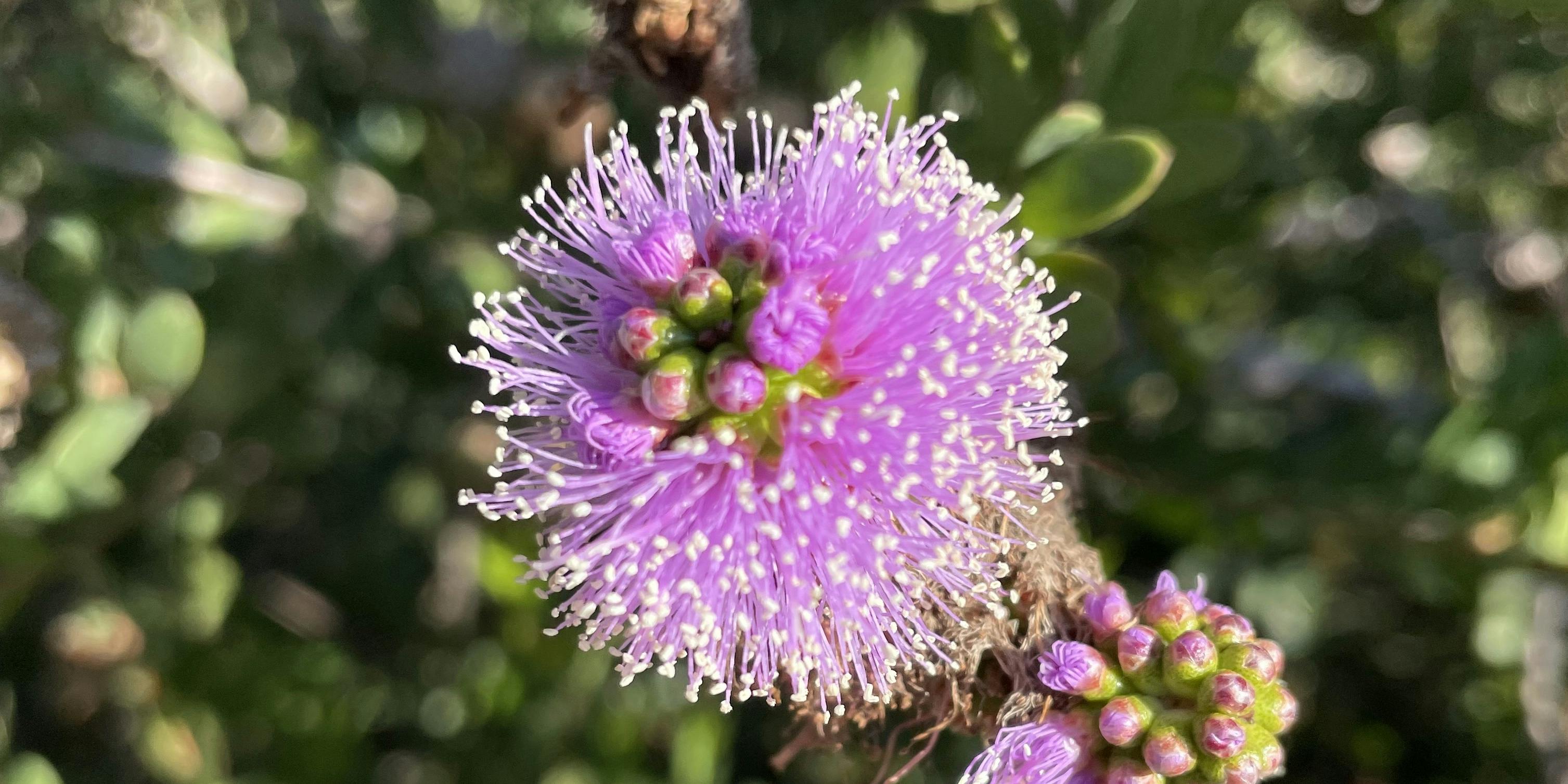 Showy Honey-Myrtle (Melaleuca nesophila) - captured at salesforce park, c. Jan. ’22