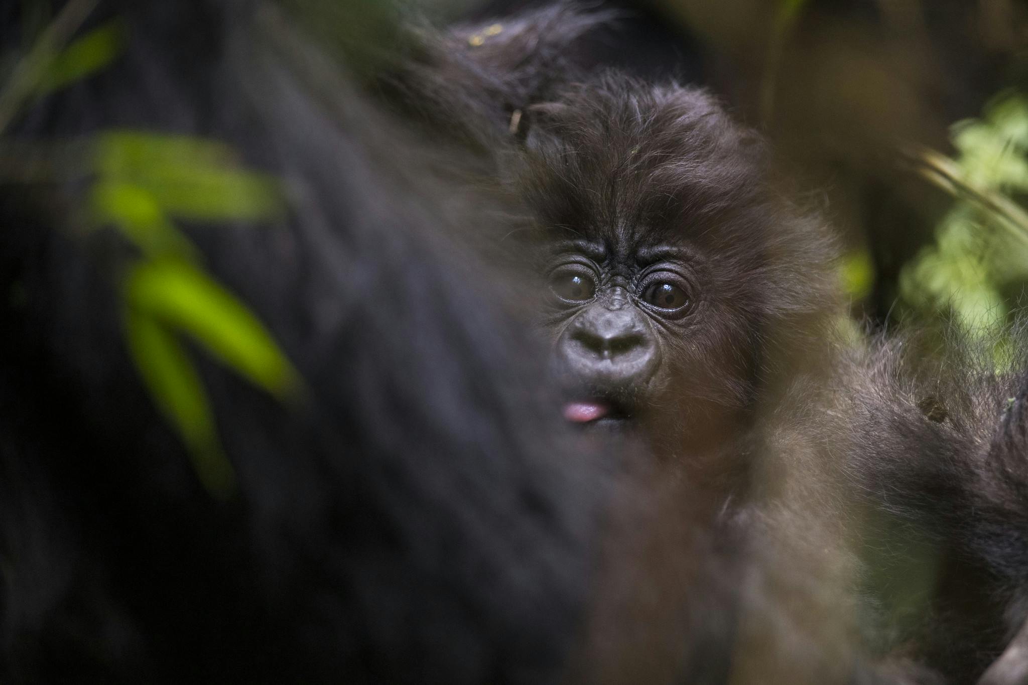 Another baby gorilla friend (Image: Fossey Fund)