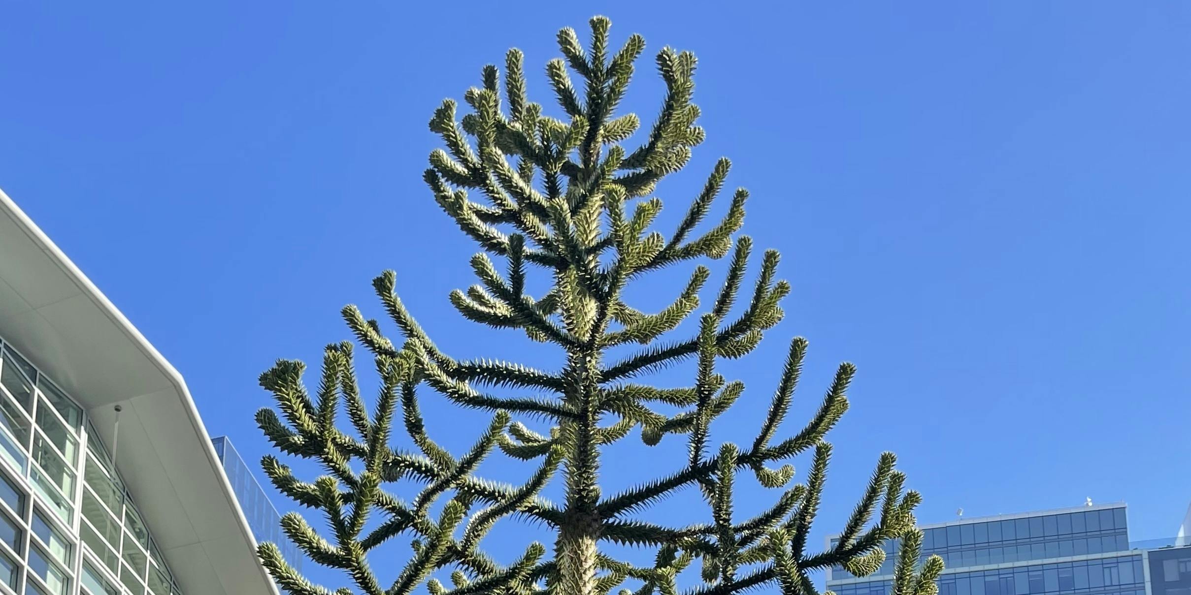 the top of the monkey puzzle tree found in san francisco's salesforce park :o