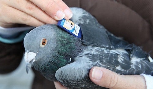1 TB data transmission via carrier pigeon