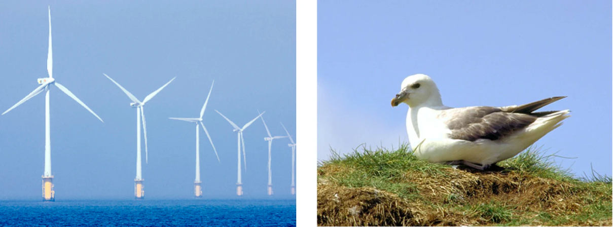 荷兰政府要求 Egmond aan Zee 海上风电场采取补偿性生物多样性行动，包括扩大附近的鸟类保护区和恢复湿地生态系统。