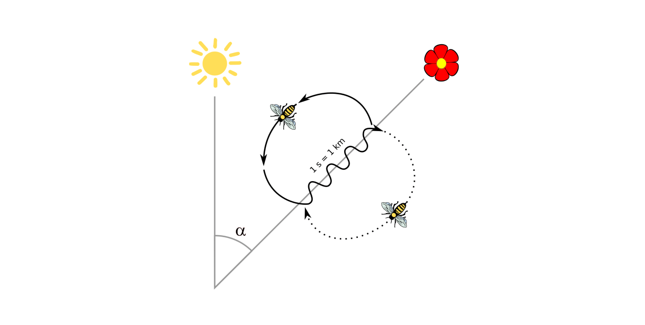 Bees represent the location of a food source by dancing at an angle relative to the sun