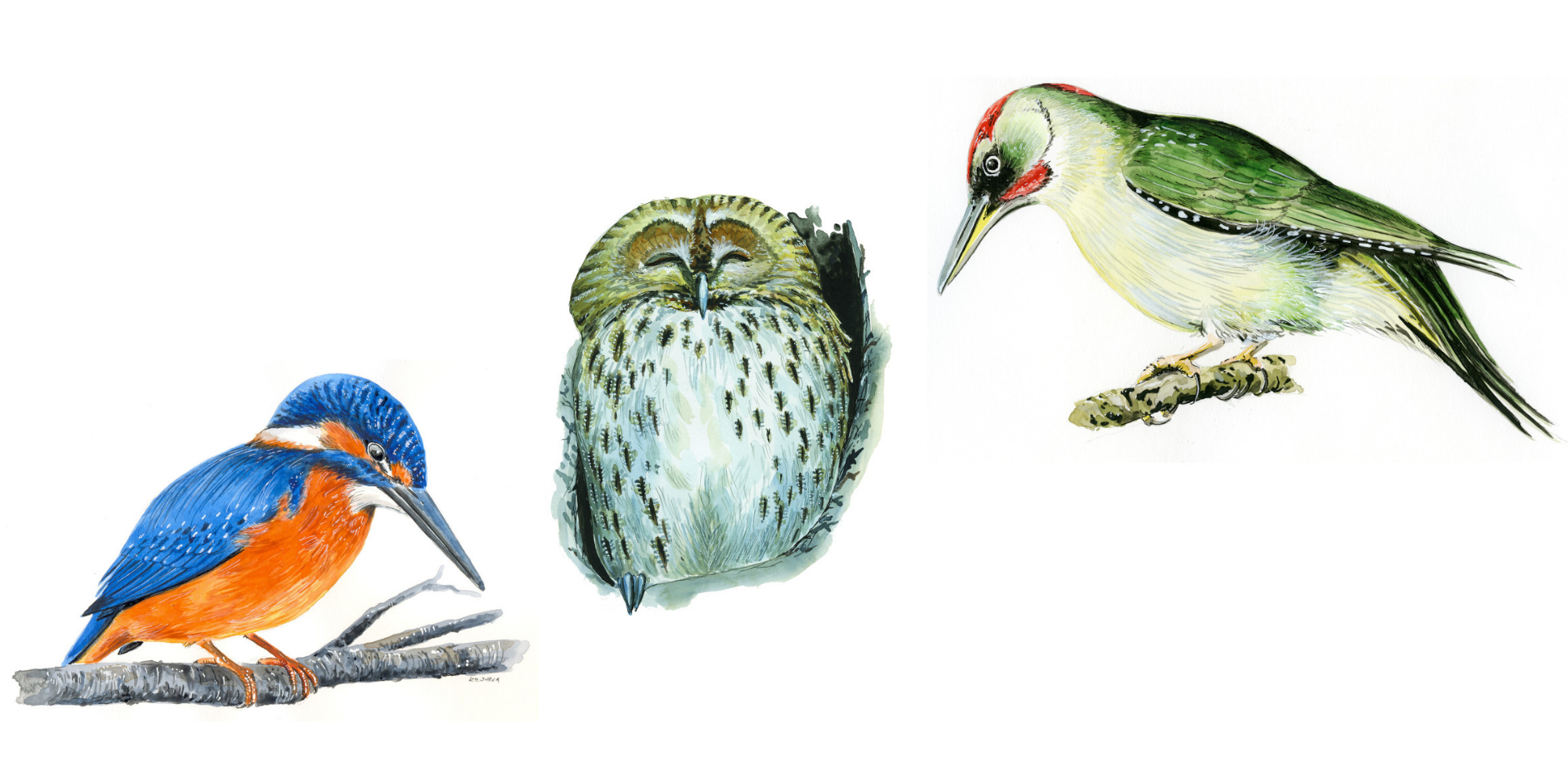Kingfisher, Tawny Owl and European Green Wodpecker