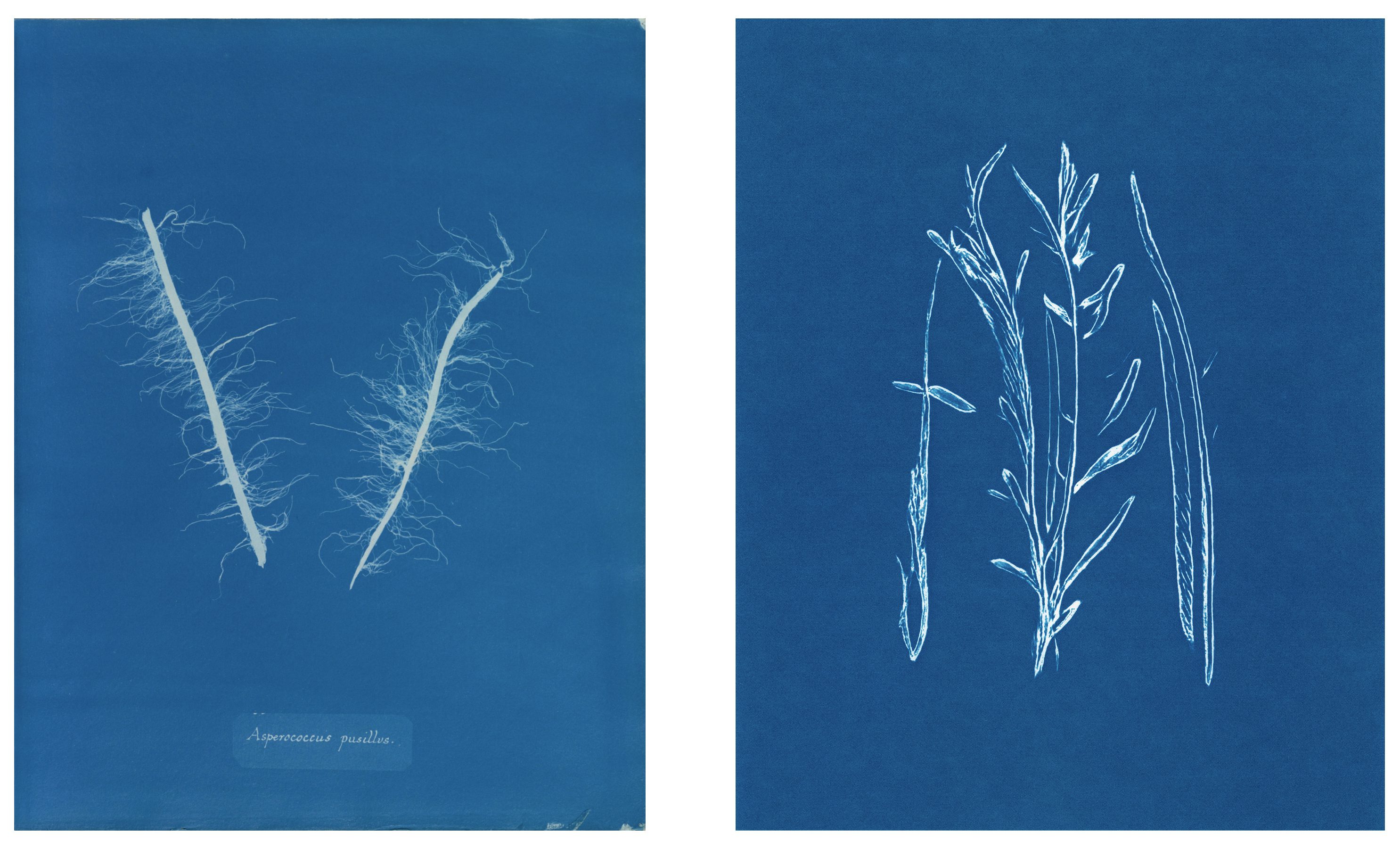 Left: Anna Atkins, British Algae. Right: In Translation #14 by Claudia Pawlak, Obscura Foundry Commission.