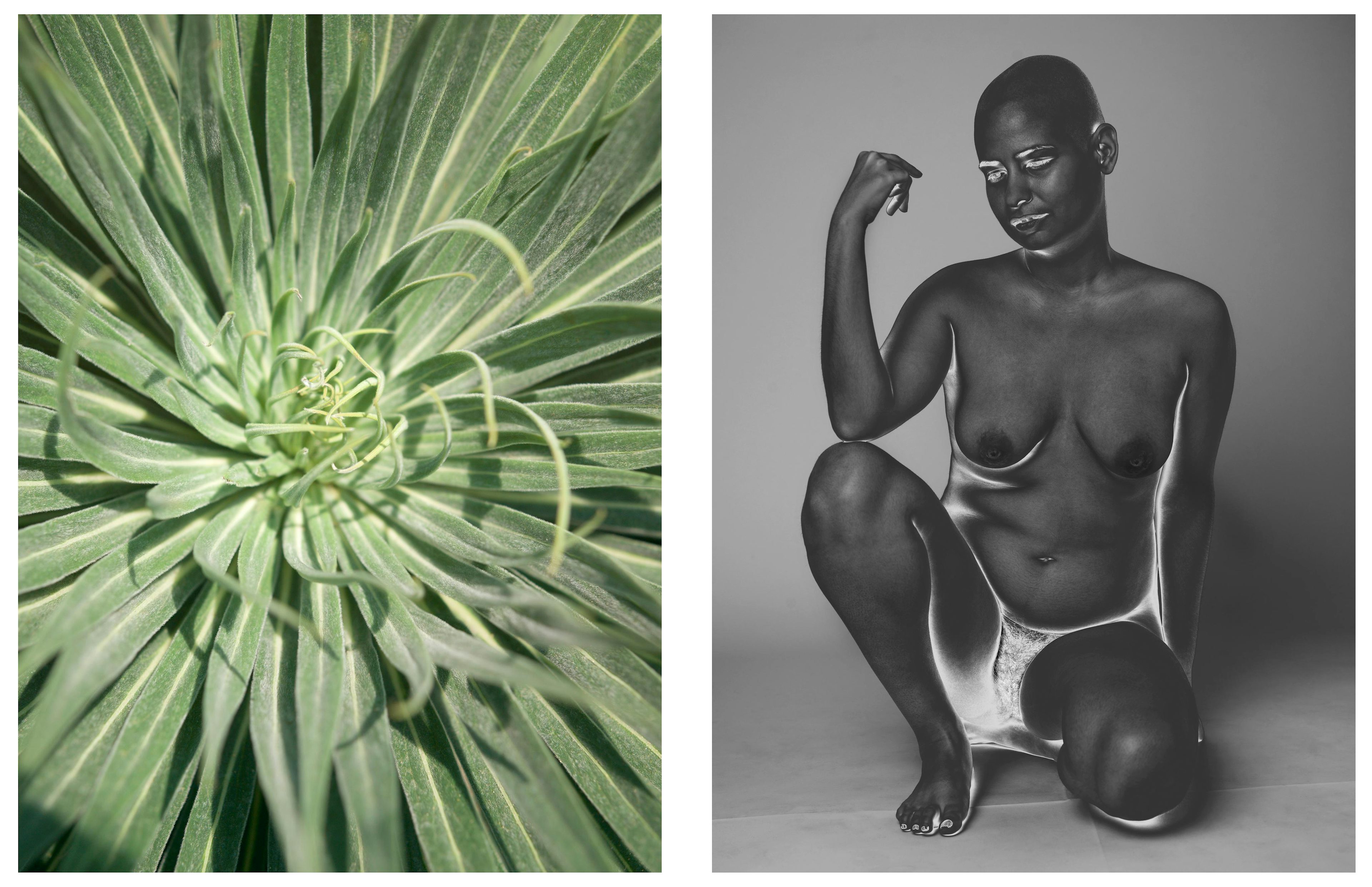 From left to right: Bushes and Succulents - Succulents #32, Bushes and Succulents - Bushes #32, Mona Kuhn