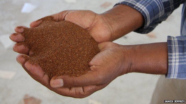Teff, the grain used to make injera