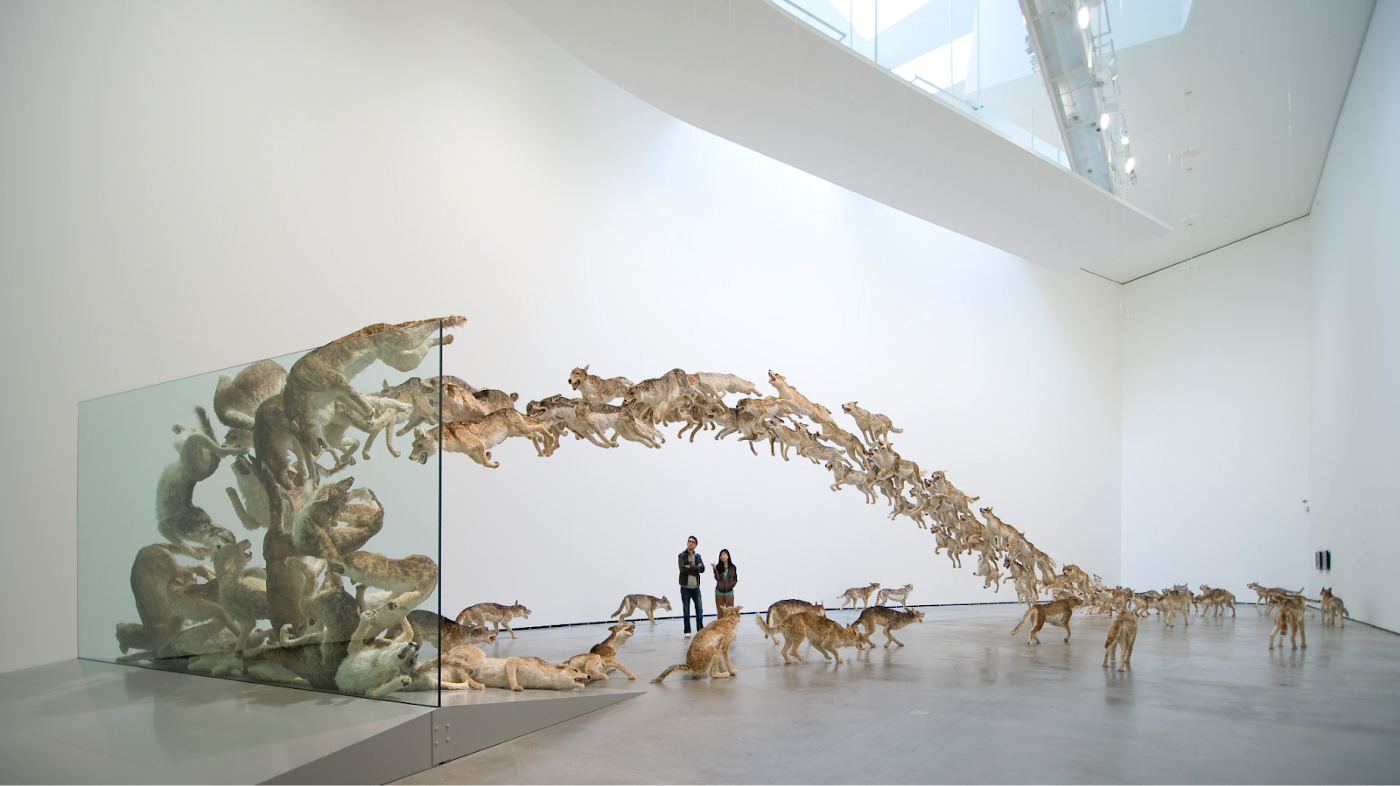 蔡国强，《撞墙》，2006。99 只真实大小的狼复制品、玻璃墙；狼：混凝紙糊、石膏、玻璃纤维、树脂和绘制毛皮，尺寸可变。Erika Barahona-Ede摄，蔡工作室提供