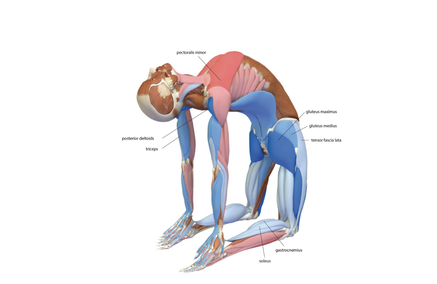 This is your body on camel pose