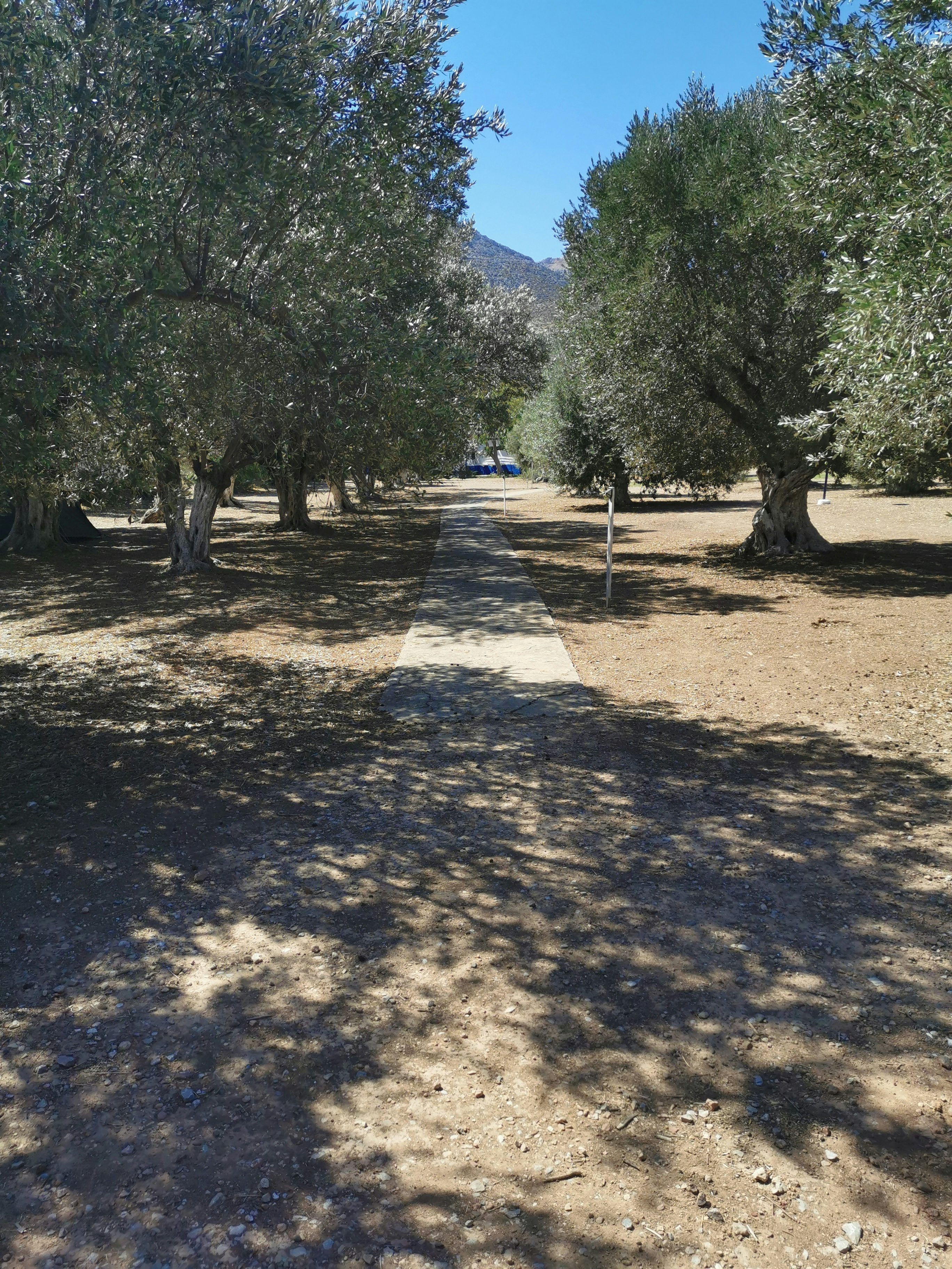 400-year-old olive grove