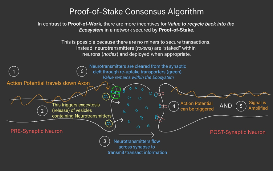 Nature’s Proof-of-Stake