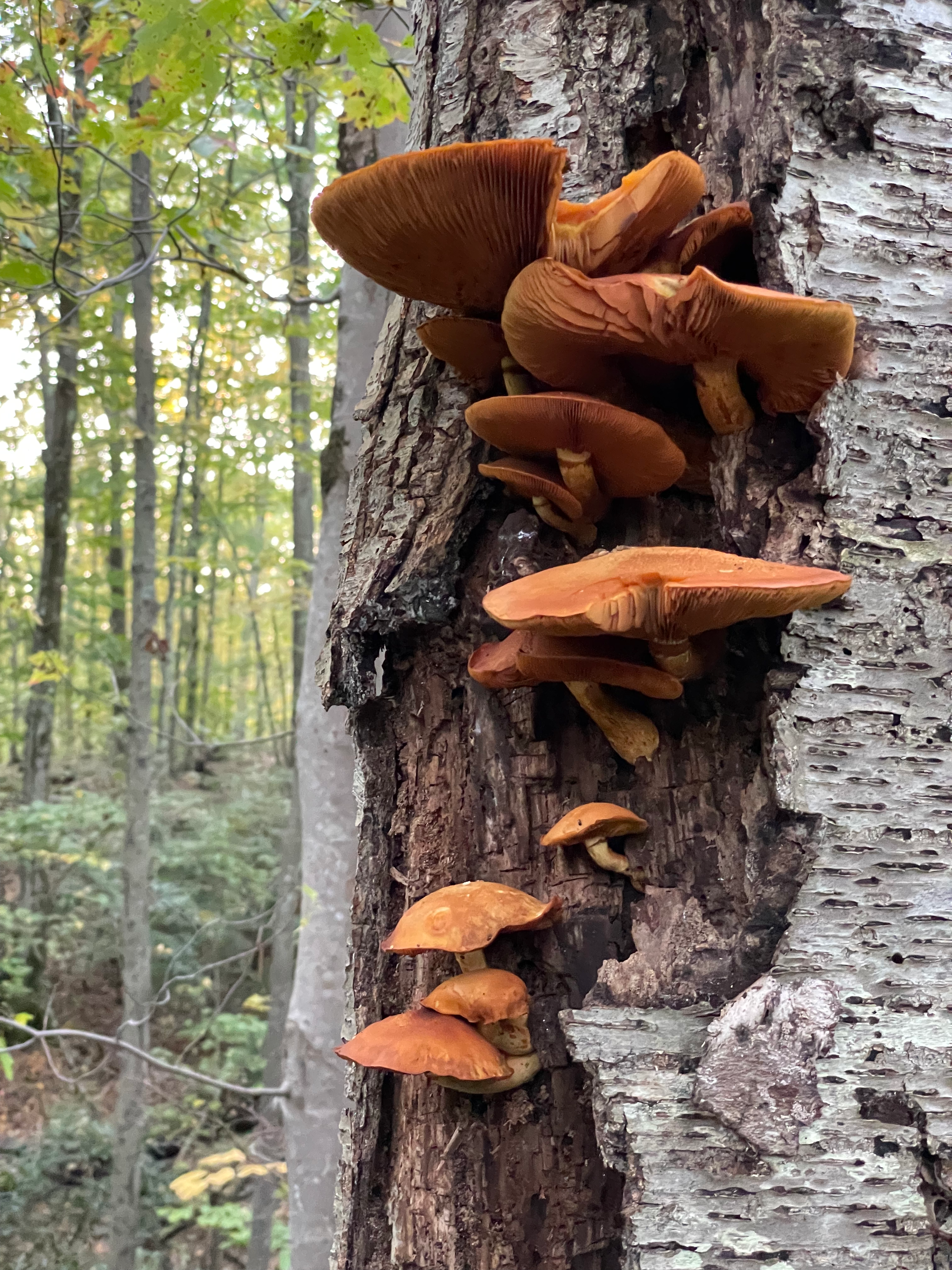 A lovely mushroom growth in Connecticut, October 2021. 📸  by Kristen.