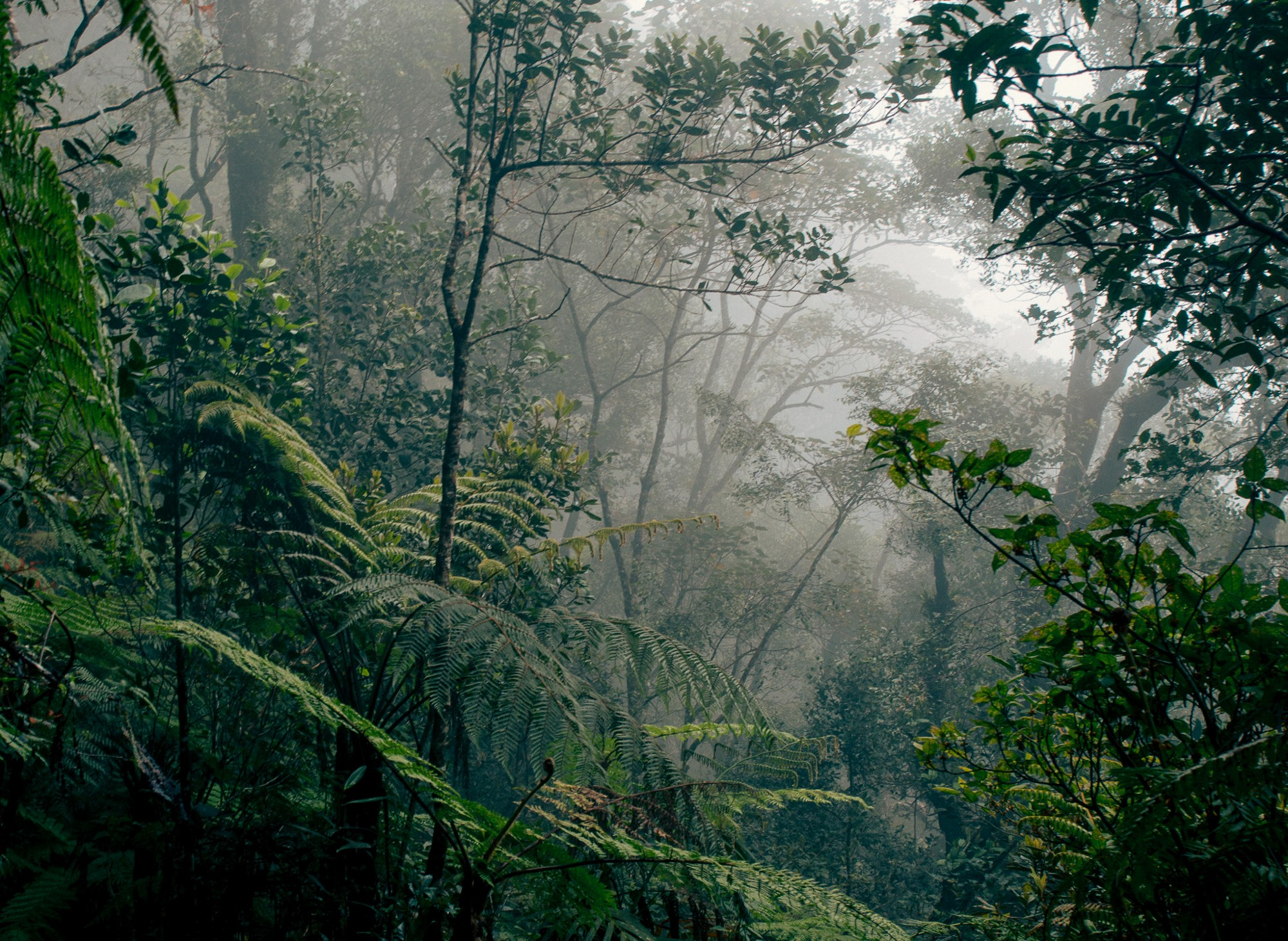 Dukeabruzzi, “Borneo rainforest”, Wikipedia, 2014 CE