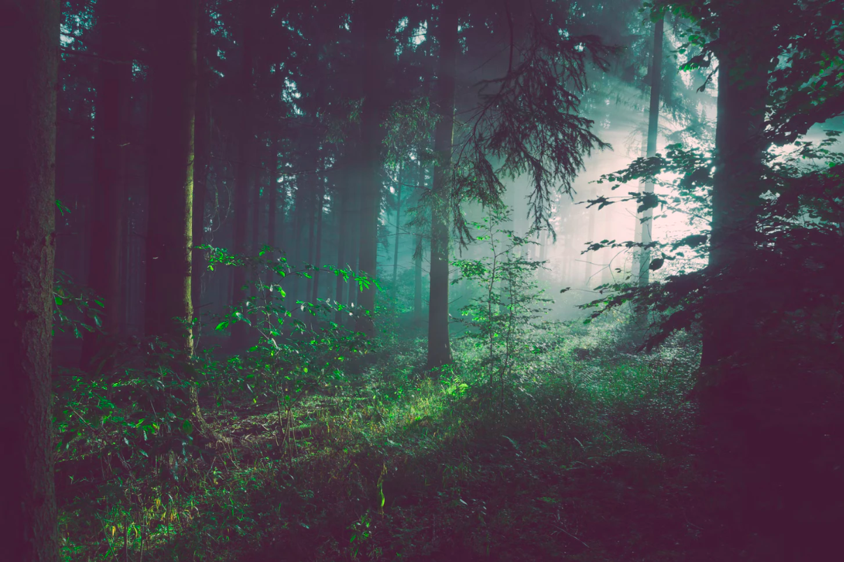 在森林中，具有不同耐光水平的植物使生态系统能够从给定的阳光和空间中最大限度地提高初级生产力。