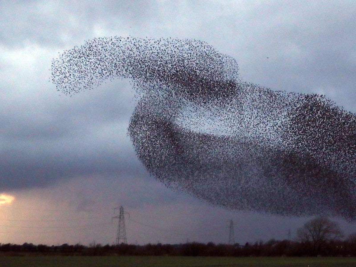 mishka imagines each of these forked platform as their own murmuration of coordinated capital/agents, all in a flock together. unexpected behavior can happen here!