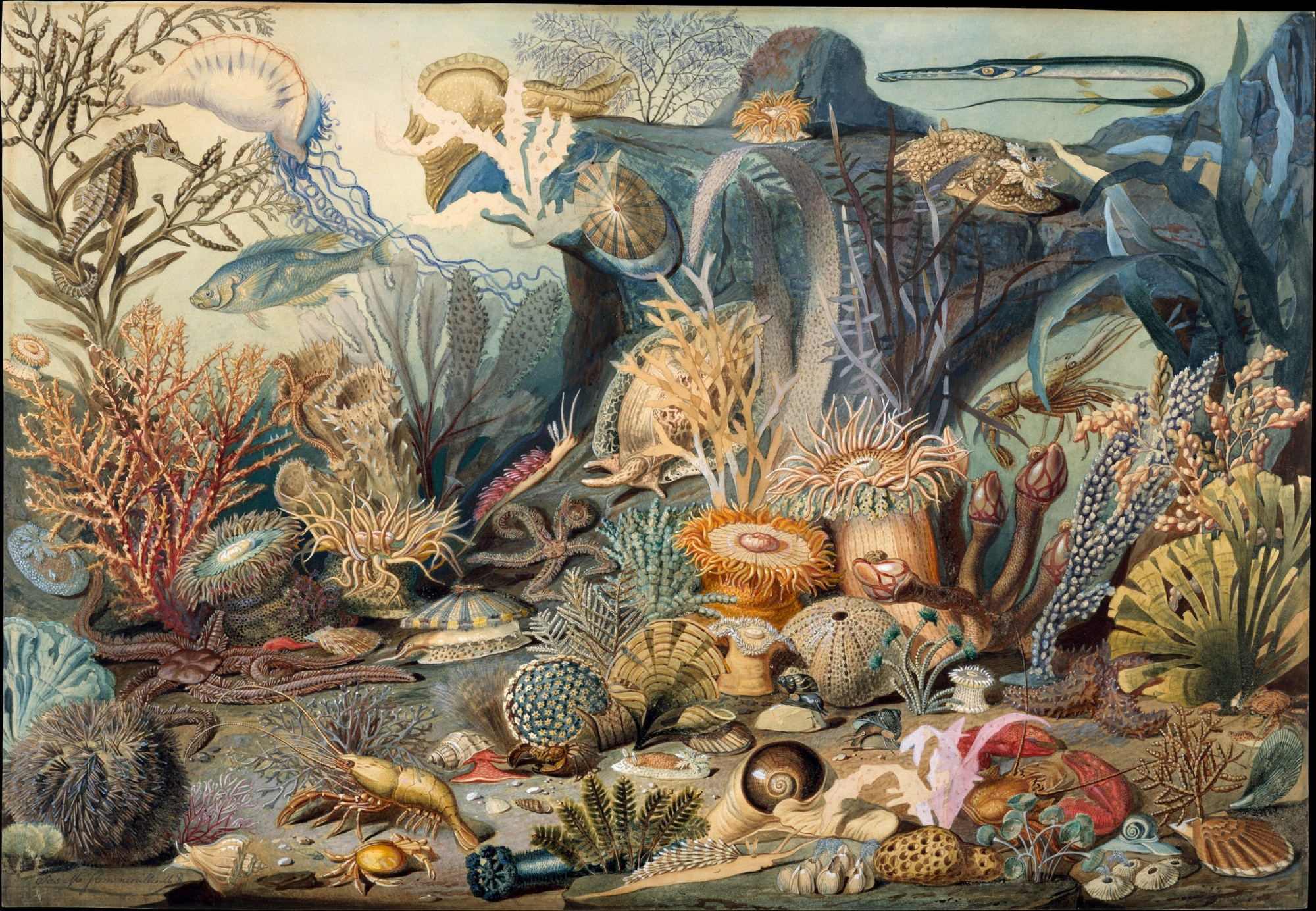 Christian Schussele, “Ocean Life”, an illustrated imagining of the Cambrian Explosion, date unknown. Gift of Mr and Mrs Erving Wolf, in memory of Diane R. Wolf, 1977, Wikipedia.org, public domain dedication.[1]
