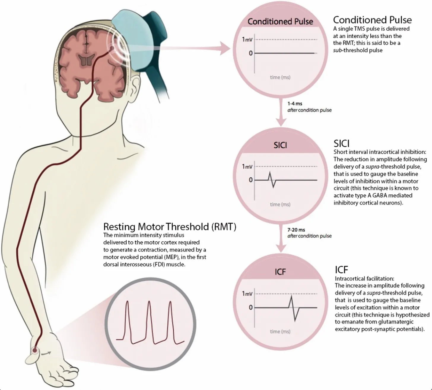 Short interval Intracortical Inhibition (SICI) and Intracortical Facilitation (ICF) are two methods to gauge the Nervous System's state of excitability. Other probes like Cortical Silent Period (CSP) and Long Interval Intracortical Inhibition (LICI) are also valuable.