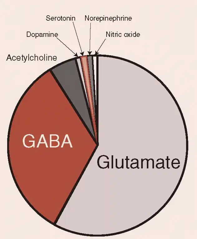 Relative proportions of Neurotransmitters in the Nervous System. Glutamate is the most prevalent, conceivably in order to sustain an excitable state ready for Action. Source.