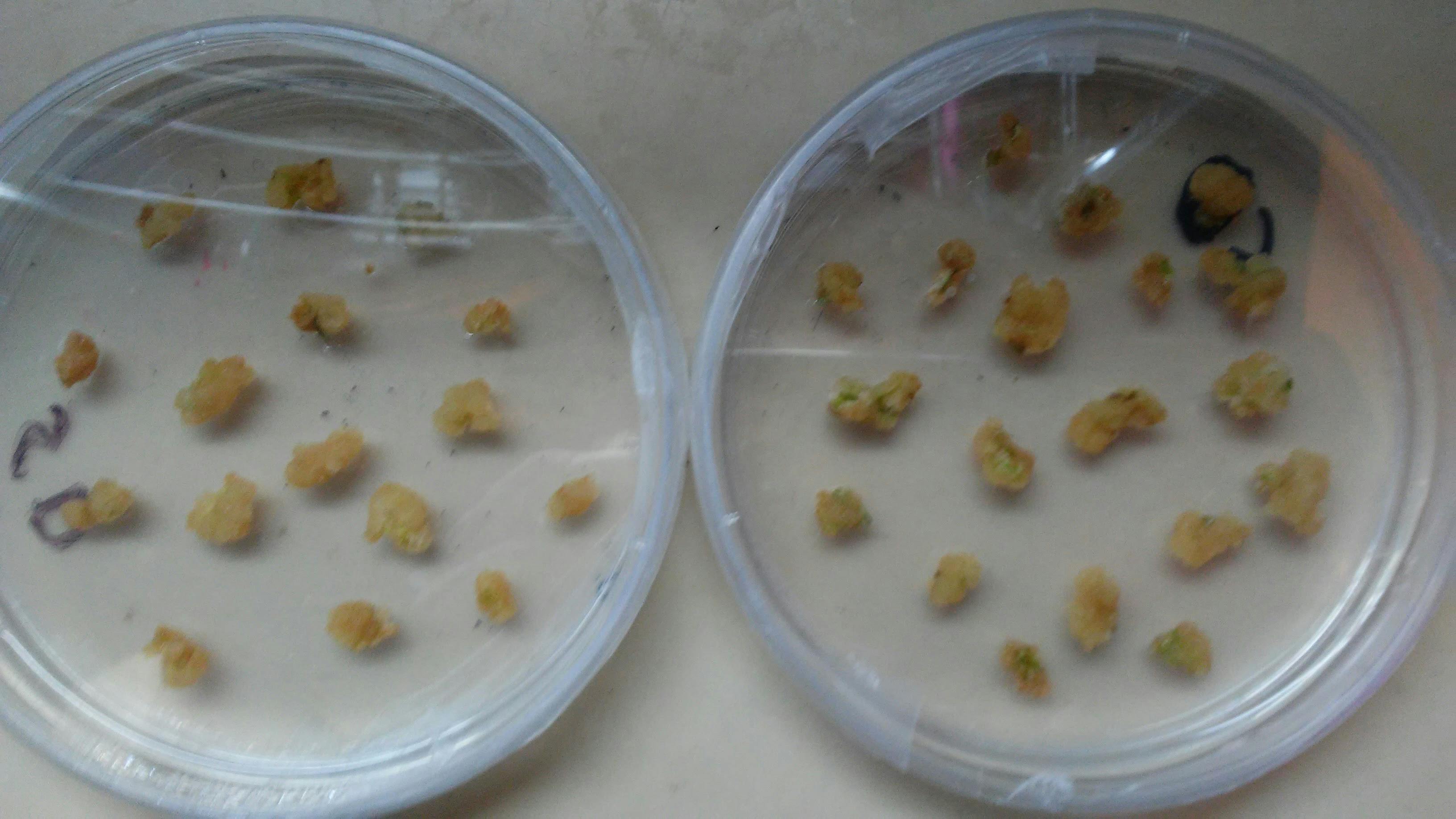 Cannabis callus (stem cell) induction in tissue culture.