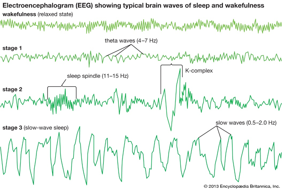 EEG (waveforms) is to the brain, as Chainlink (price-feeds) is to Ethereum.