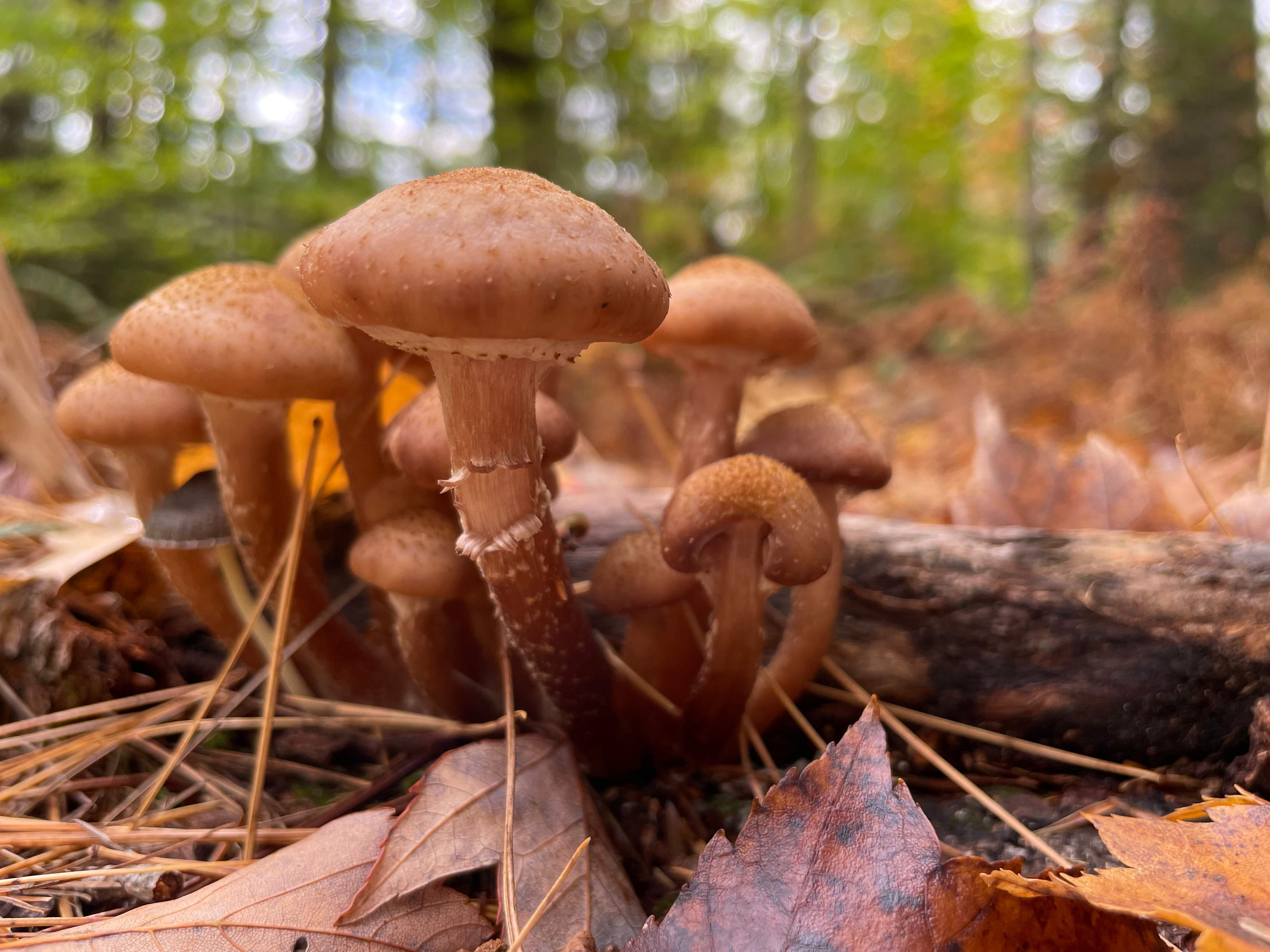 Cute lil’ mushies popping up from the forest floor in New Hampshire, October 2021. 📸  by Kristen