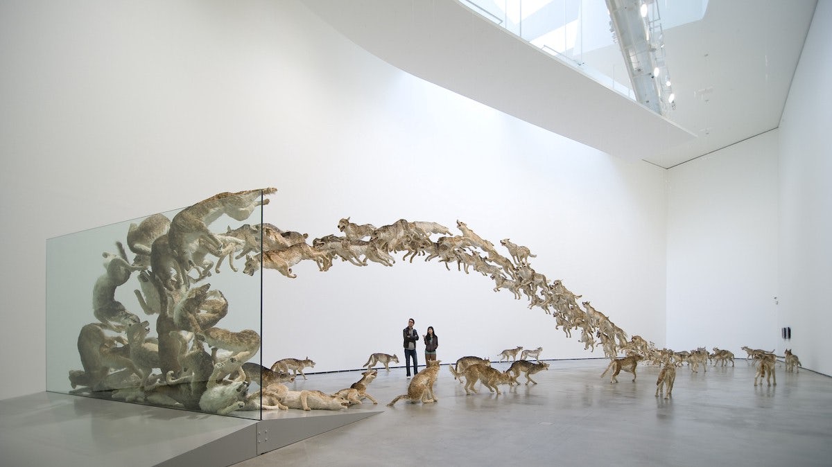 蔡国强，《撞墙》，2006。99 只真实大小的狼复制品、玻璃墙；狼：混凝紙糊、石膏、玻璃纤维、树脂和绘制毛皮，尺寸可变。Erika Barahona-Ede摄，蔡工作室提供