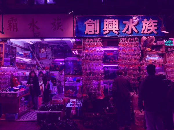Hong Kong Goldfish Market - Vvarren